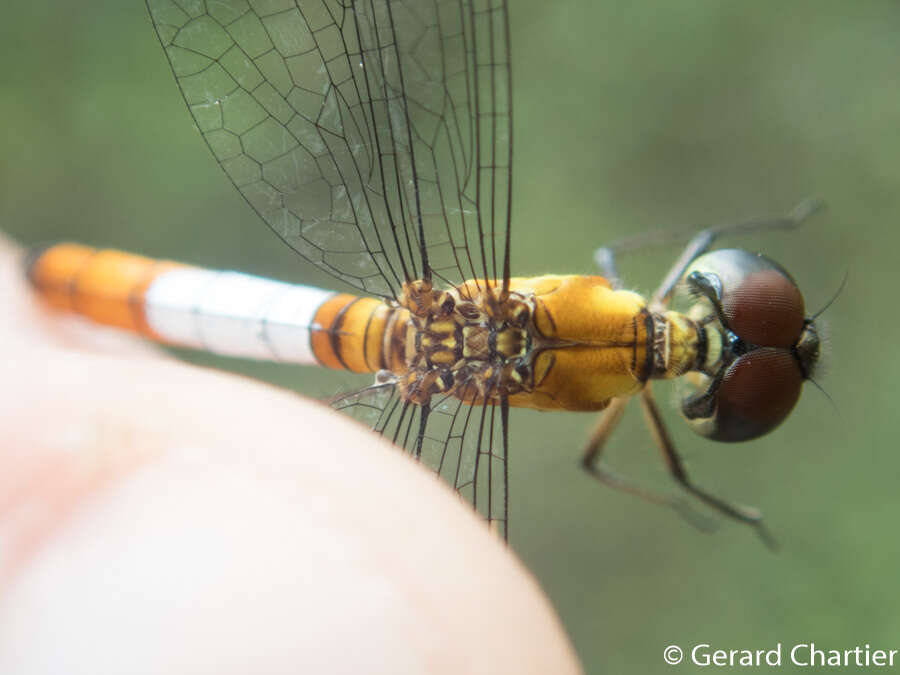 Image of Brachygonia oculata (Brauer 1878)