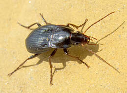 Image of Carabidae