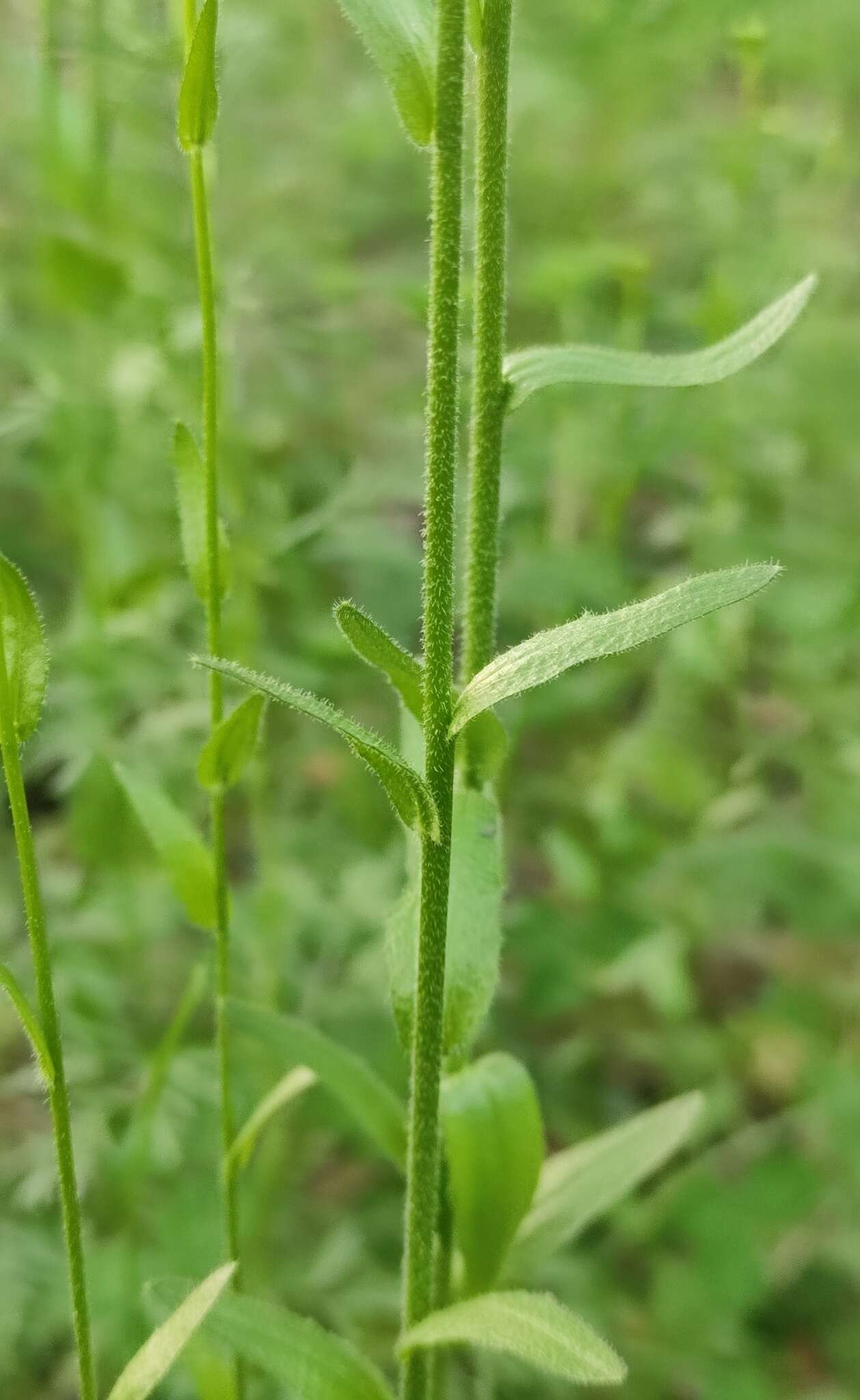 Sivun <i>Arabis sagittata</i> var. <i>borealis</i> (Andrz. ex Ledeb.) A. L. Ebel kuva