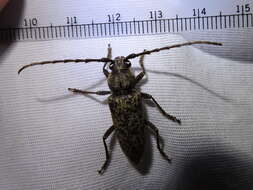 Image of Enaphalodes atomarius (Drury 1773)