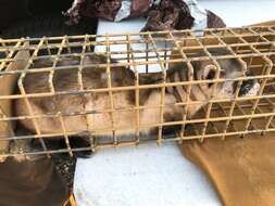 Image of Black-footed Ferret