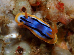 Image de Chromodoris strigata Rudman 1982