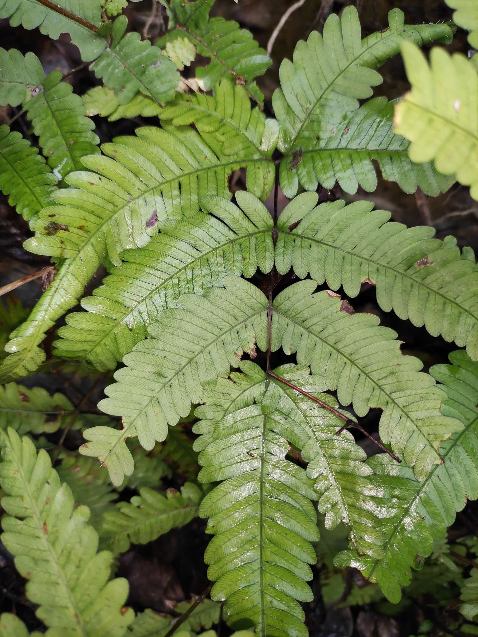 Image of Pteris oshimensis Hieron.