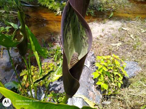 Urospatha sagittifolia (Rudge) Schott的圖片