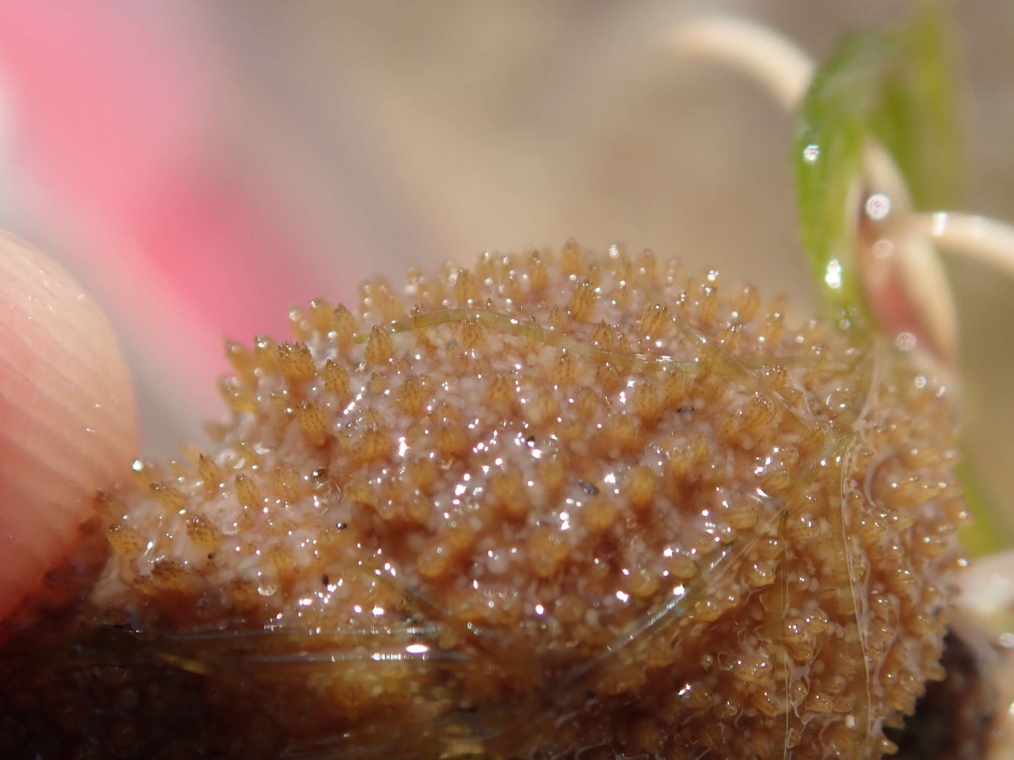 Image of Snail fur hydroid