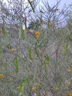 Image of Senna artemisioides subsp. filifolia