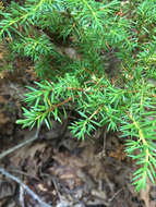 Plancia ëd Juniperus communis var. depressa Pursh