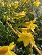 Image of Dumortier's daylily