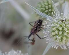 Plancia ëd Rhynocoris erythropus (Linnaeus 1767)