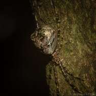 Janula bicornis (Thorell 1881) resmi