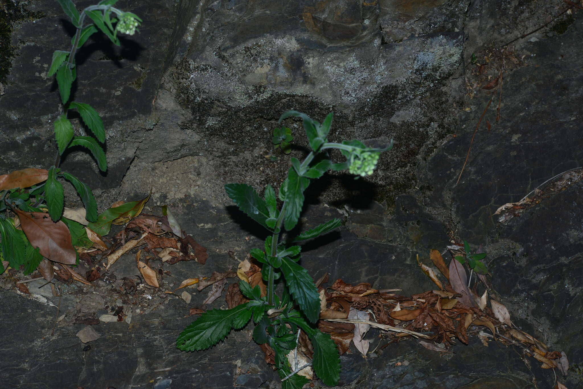 Image de Eschenbachia japonica (Thunb.) J. Kost.