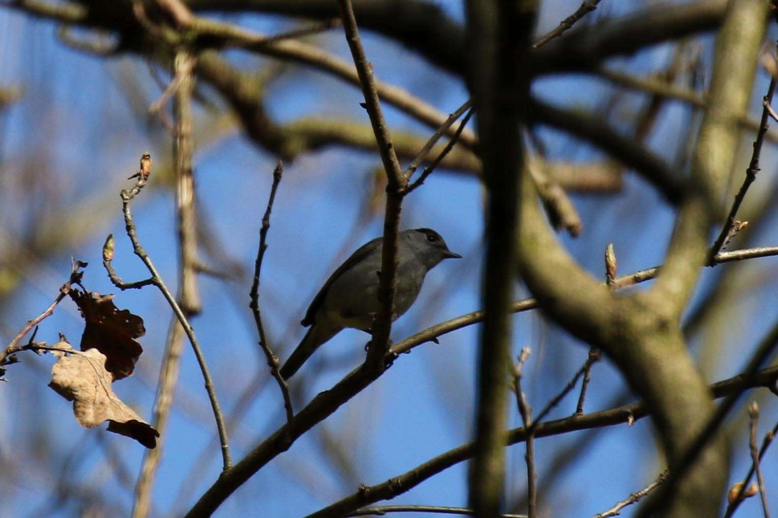 Image of Blackcap