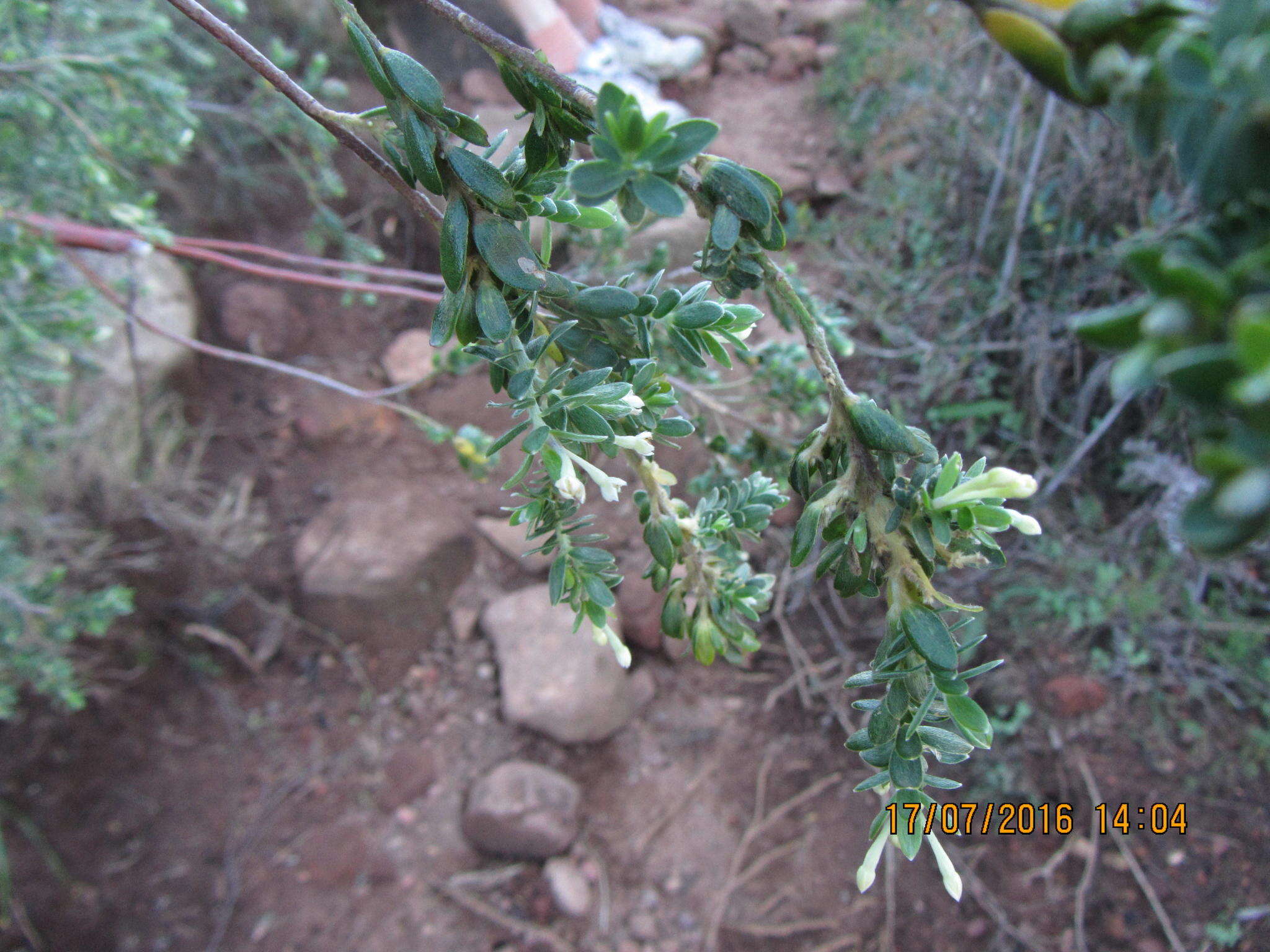 Image of Gnidia sericea (L.) L.