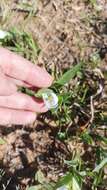 Image of Commelina platyphylla Klotzsch ex Seub.