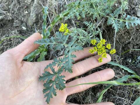 Image of coastal biscuitroot