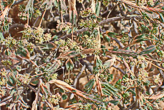 Image of Psammotropha quadrangularis (L. fil.) Fenzl