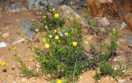 Image of Chrysocoma microphylla Thunb.