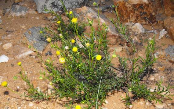 Слика од Chrysocoma microphylla Thunb.