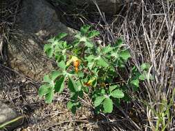 Imagem de Cochlospermum wrightii (A. Gray) Byng & Christenh.