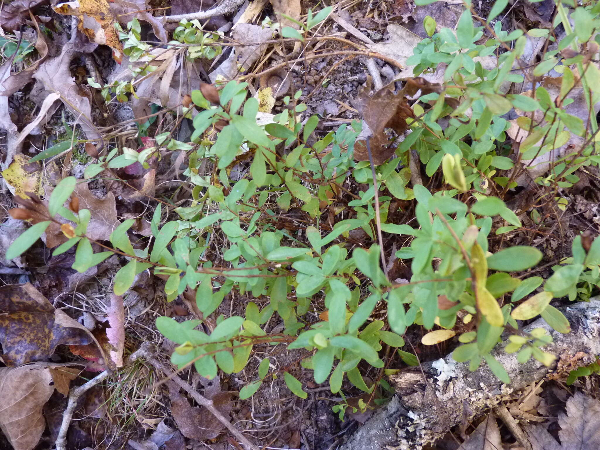 Imagem de Hypericum hypericoides subsp. multicaule (Michaux ex Willd.) N. K. B. Robson