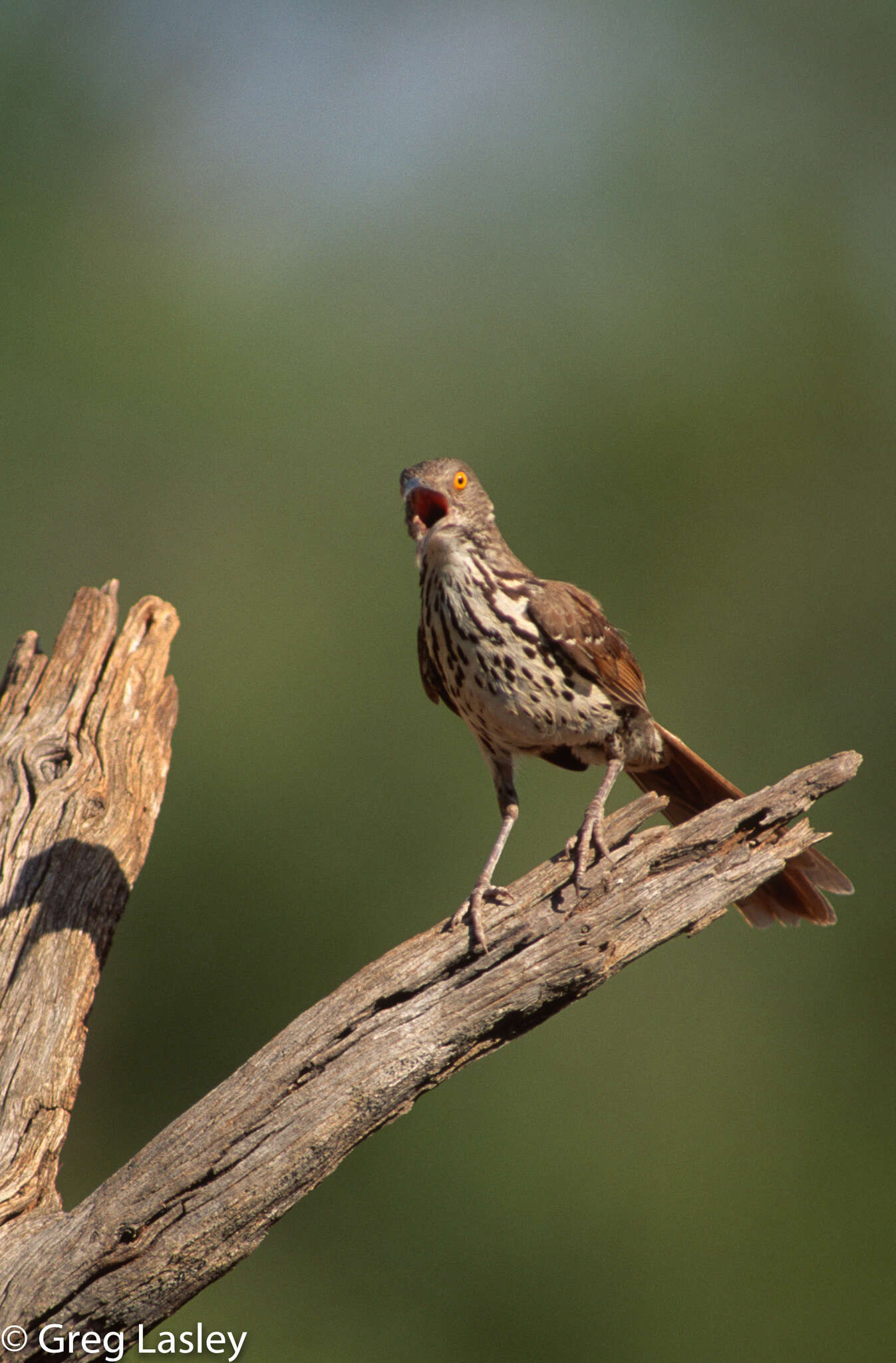 Image of Long-billed Thrasher