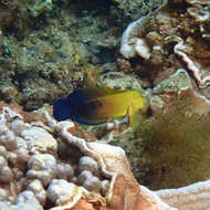 Image of Lady Musgrave blenny