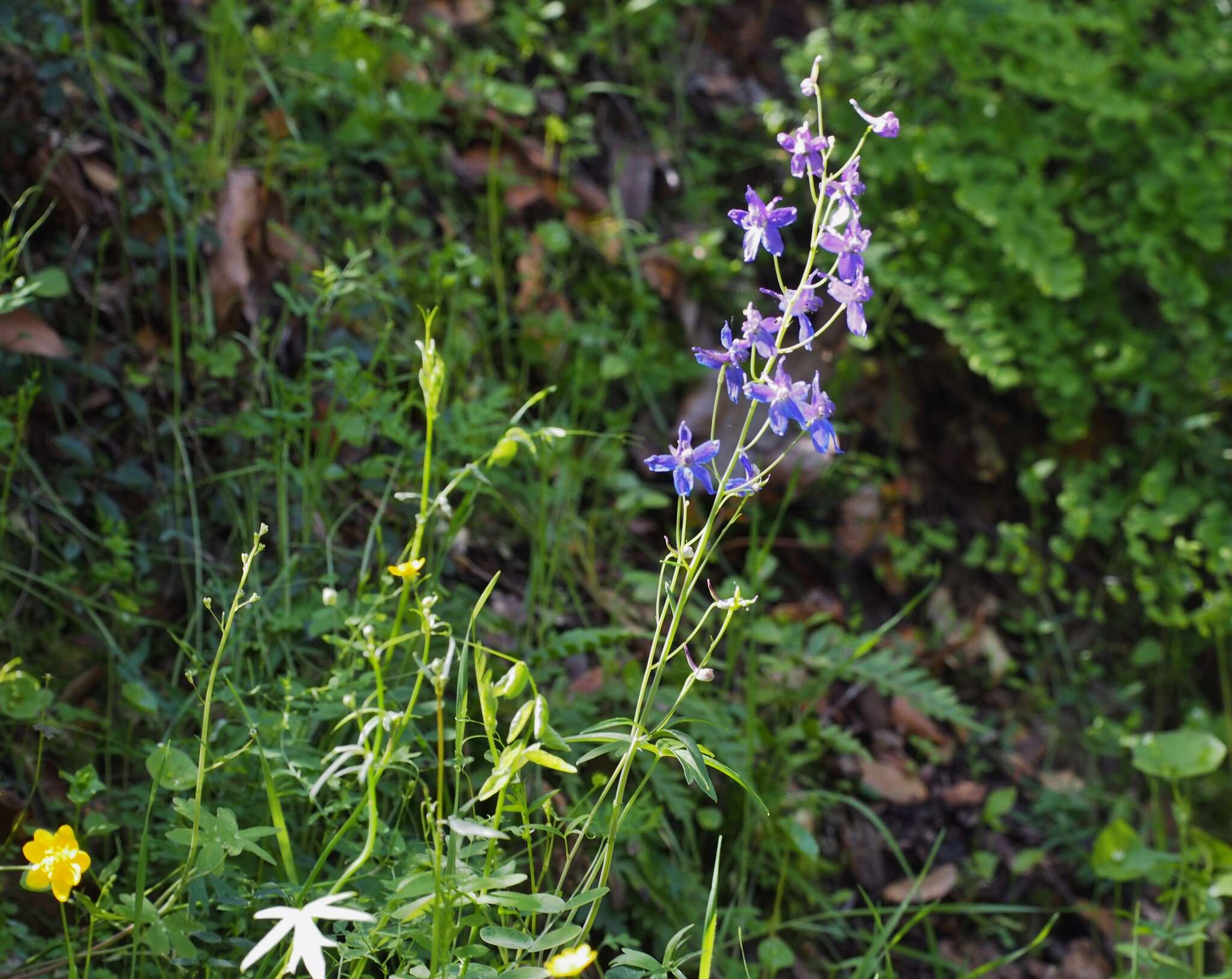 Plancia ëd Delphinium decorum Fisch. & Mey.