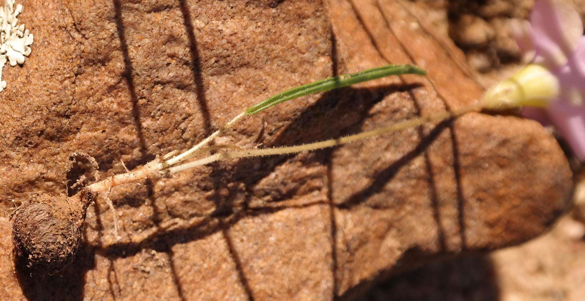 Image de Oxalis monophylla var. stenophylla (Meissn.) Sond.