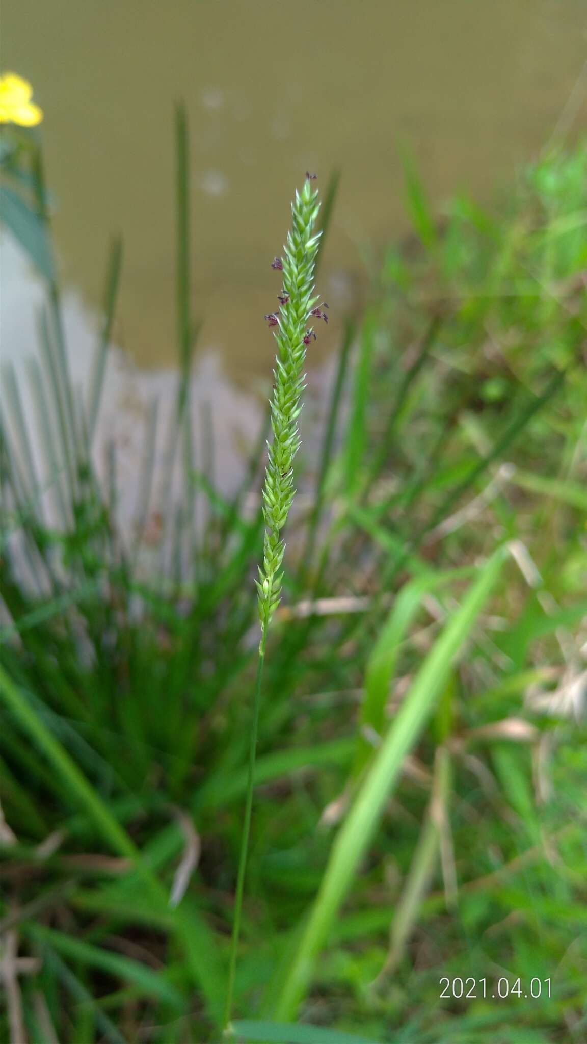 Sivun Sacciolepis indica (L.) Chase kuva