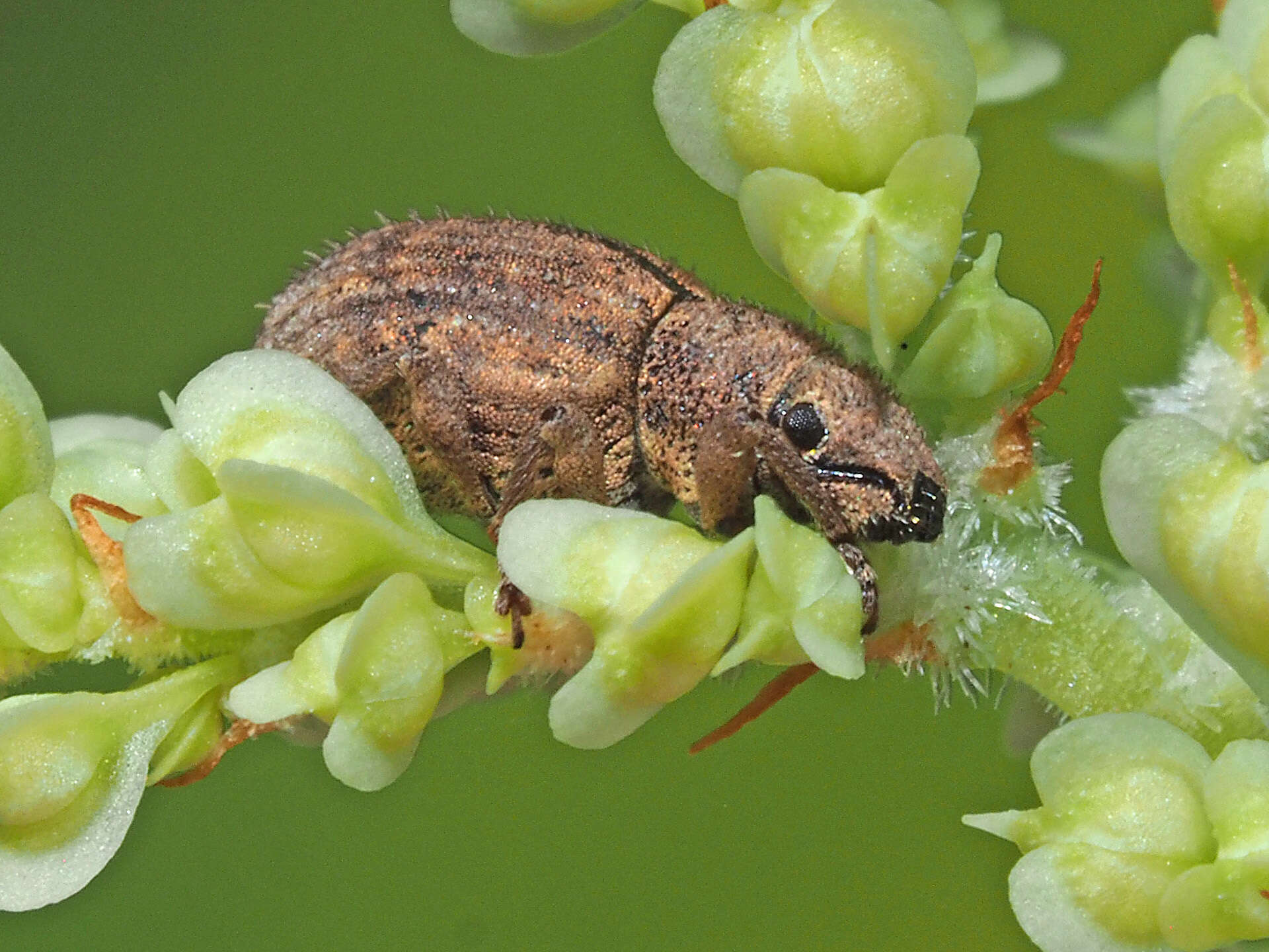 Imagem de Strophosoma (Strophosoma) melanogrammum (Forster 1771)