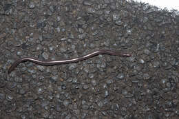 Image of Robust Blind Snake