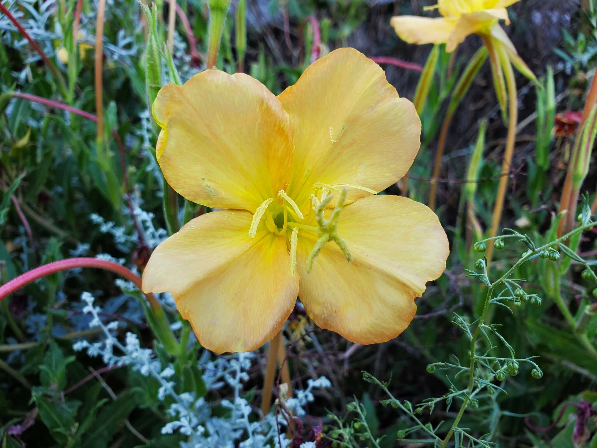 Image of Organ Mountain Evening-Primrose