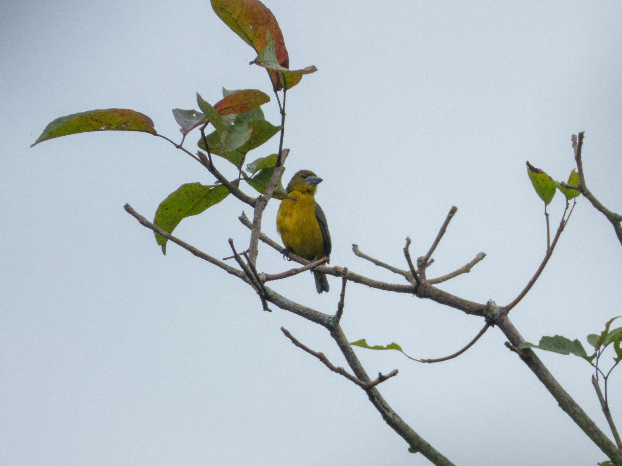 Euphonia chrysopasta Sclater, PL & Salvin 1869的圖片