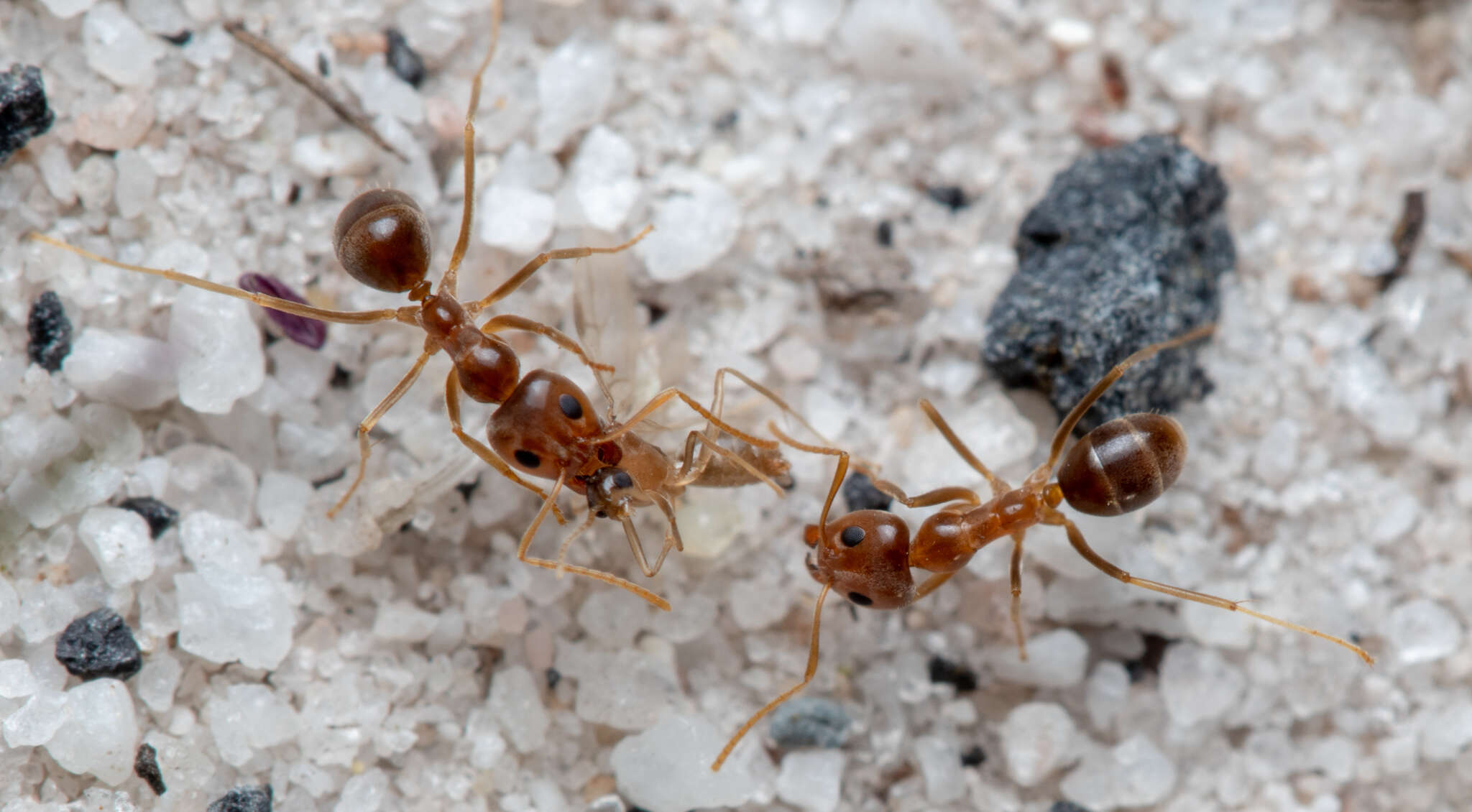 Image of <i>Iridomyrmex pallidus</i>