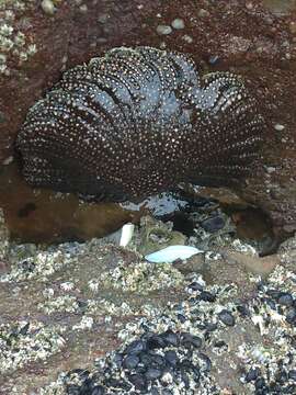 Image of Heliaster cumingi (Gray 1840)