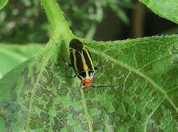 Image of Poecilocapsus