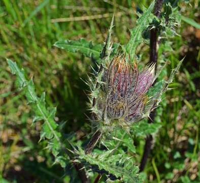 Image of jeweled thistle