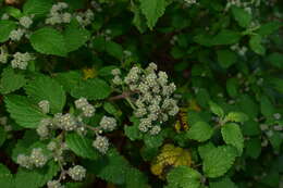 Image of Bystropogon canariensis (L.) L'Hér.