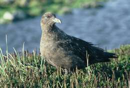 Stercorarius antarcticus lonnbergi (Mathews 1912) resmi