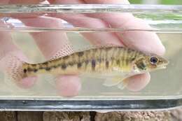 Image of Logperch