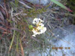 Imagem de Tritoniopsis unguicularis (Lam.) G. J. Lewis