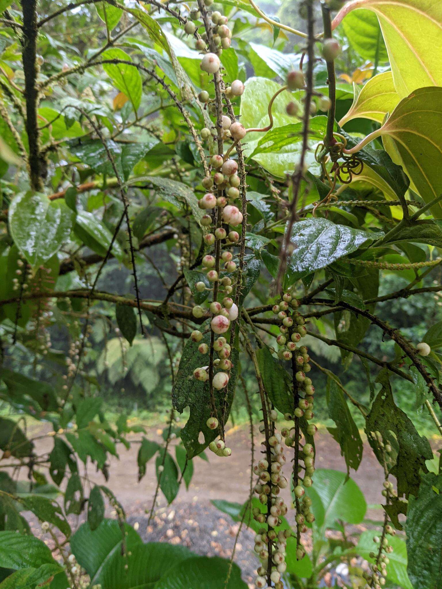 Image of Gonzalagunia rosea Standl.