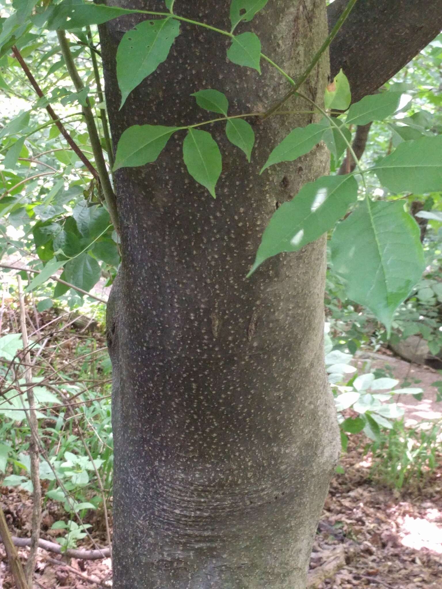 Image of bee-bee tree