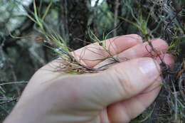 Image of Dracophyllum subulatum Hook. fil.