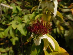 Image de Combretum racemosum Beauv.