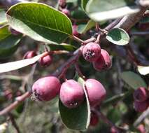 Plancia ëd Cotoneaster nefedovii Galushko