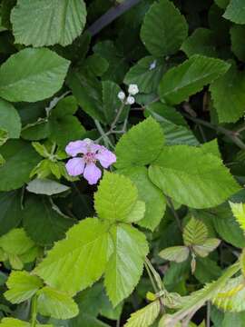 Imagem de Rubus ulmifolius var. anoplothyrsus