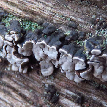 Image of Ceramic fungus