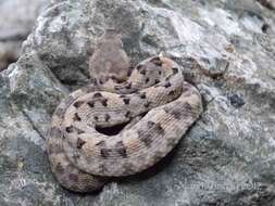 Image of Dunn's Hognose Viper