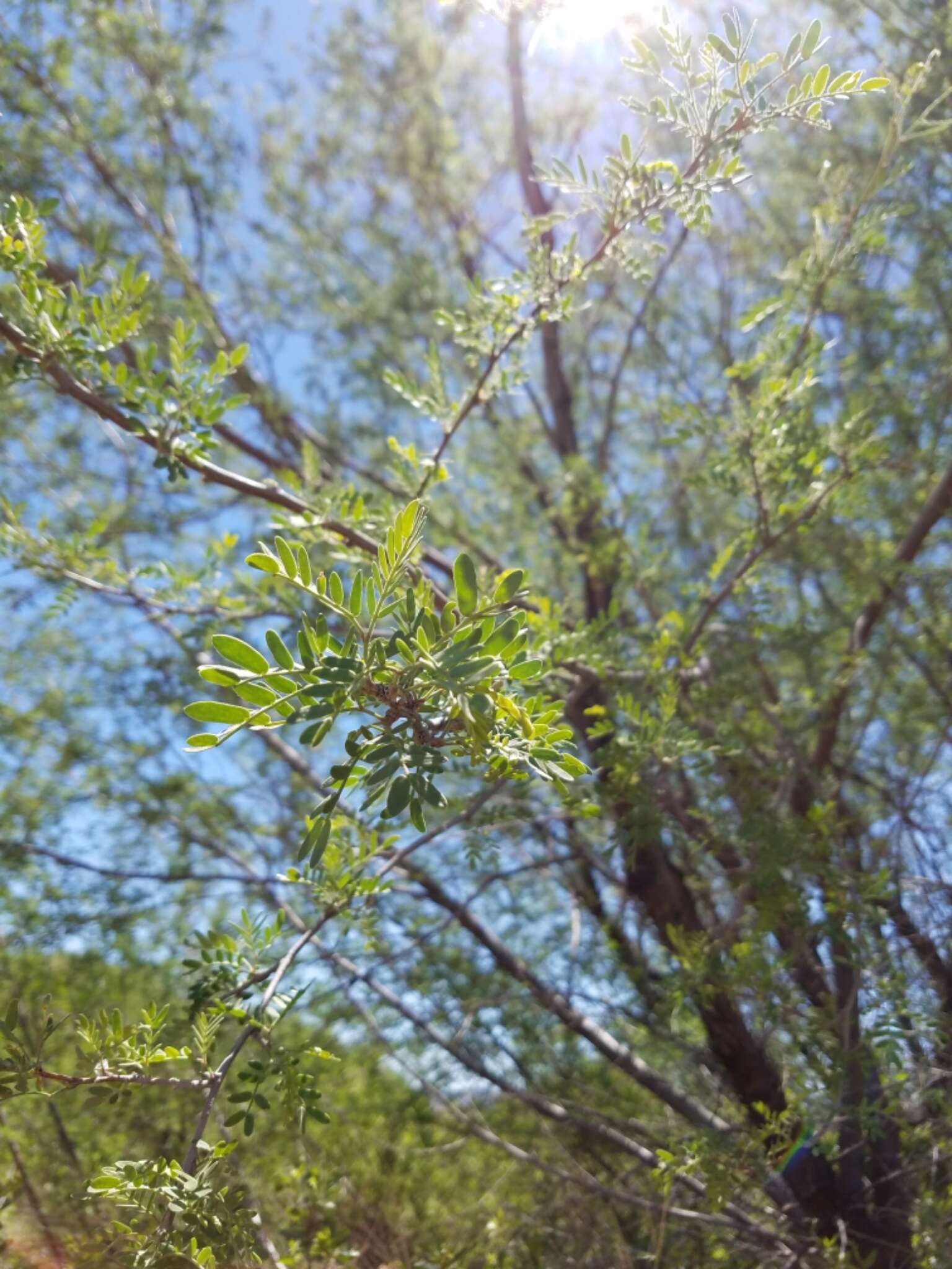 Image of screwbean mesquite